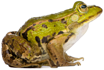 frog-image