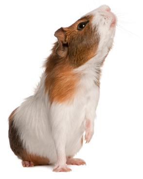 hamster image