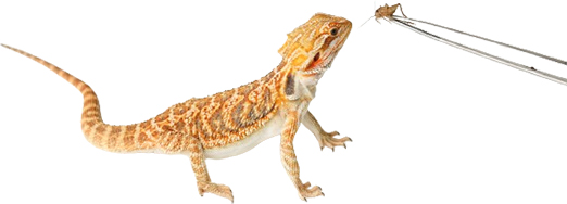 Pet Sitting lizards